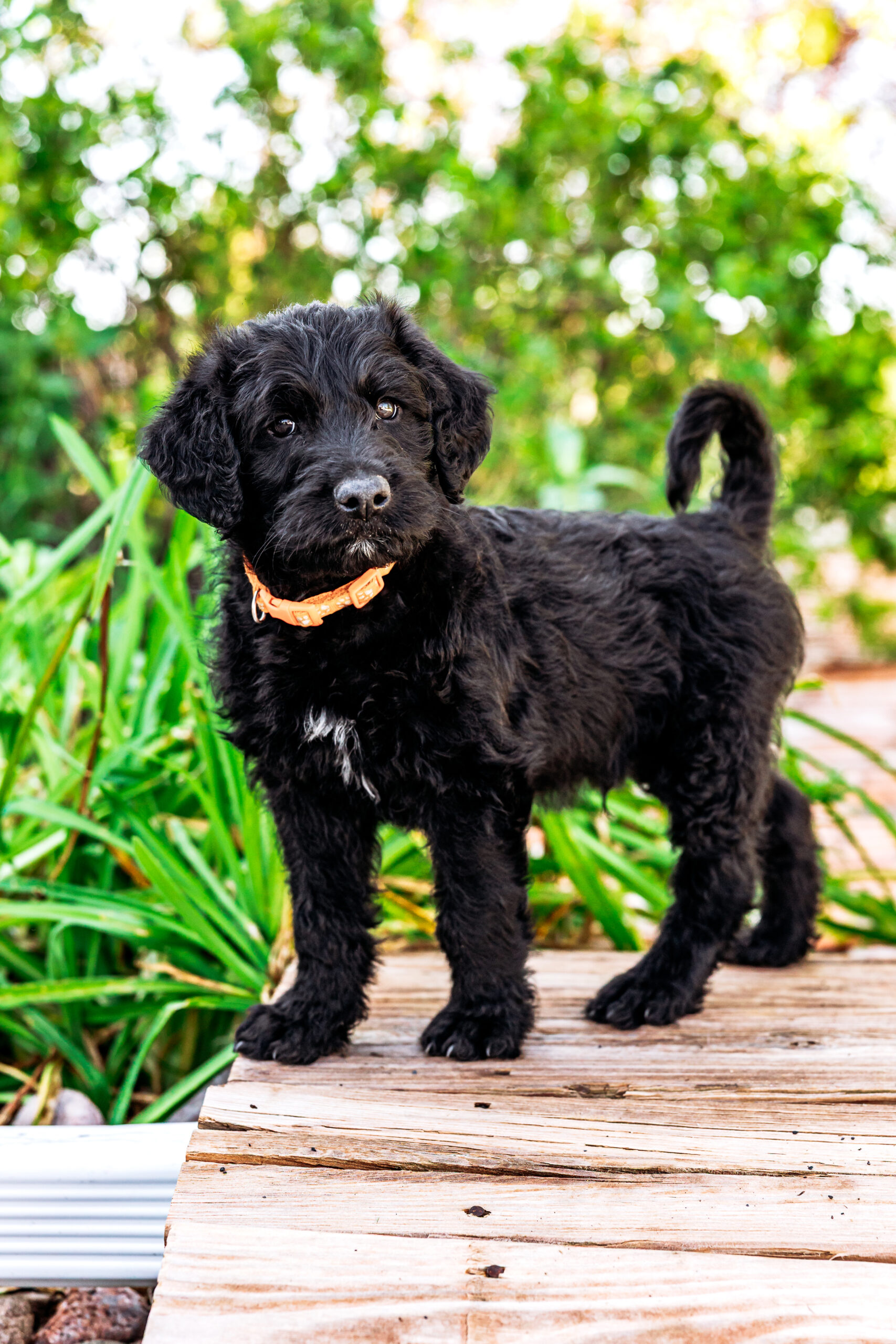 Orange collar Shepadoodle puppy with curly black coat standing on wood deck in Eaton, Colorado